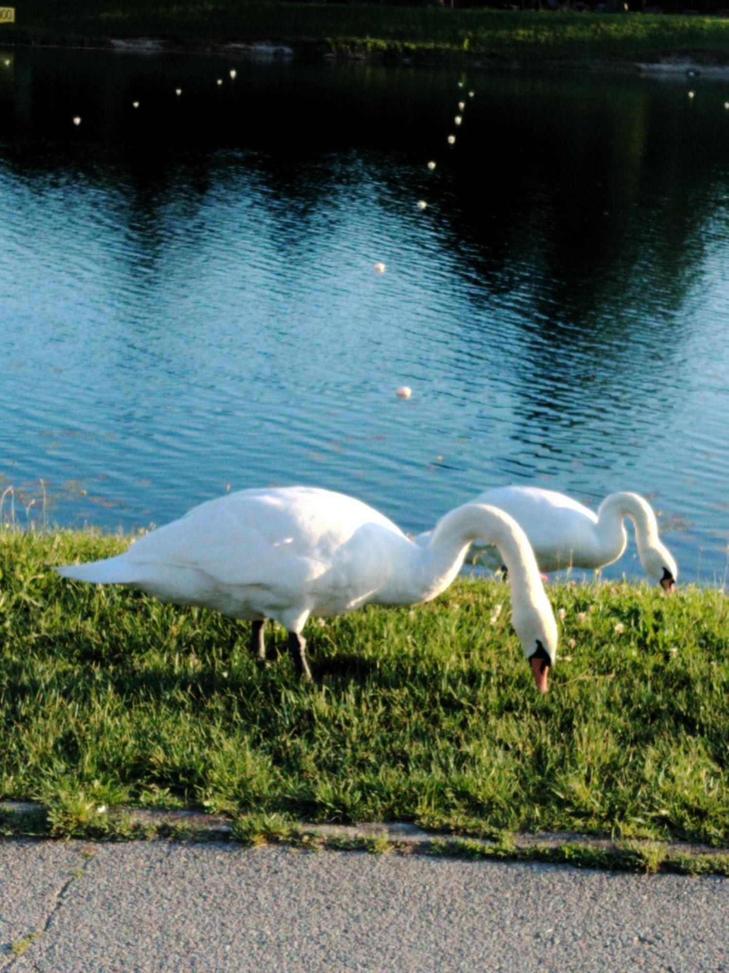 The Lake Zagreb Luaran gambar